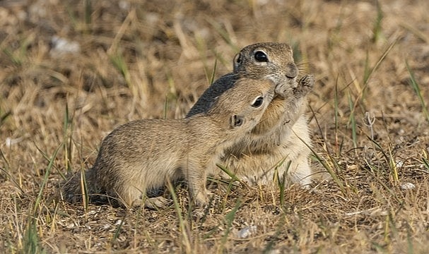 Karaman&#039;da görüntülendi