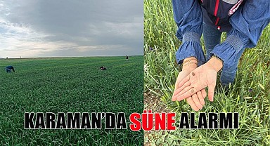 Karaman'da süne alarmı