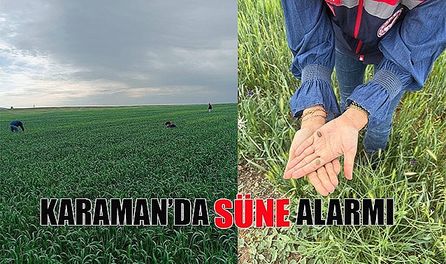 Karaman&#039;da süne alarmı