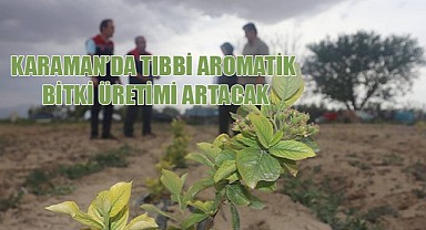 Karaman'da tıbbi aromatik bitki üretimi artacak