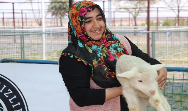 Kayseri&#039;de koyun güzellik yarışması düzenlendi