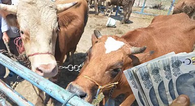 Kurban Alacaklar Dikkat! Fiyatlara Yüzde 1417 Zam Geldi!