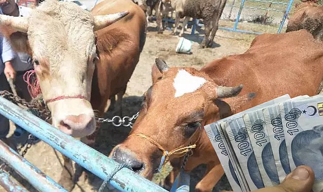 Kurban Alacaklar Dikkat! Fiyatlara Yüzde 1417 Zam Geldi!