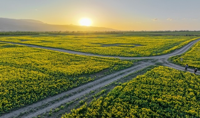 Kuruyan Akşehir Gölü kıyısındaki 150 dekarlık alanda &quot;Eber sarısı&quot; çiçek açtı