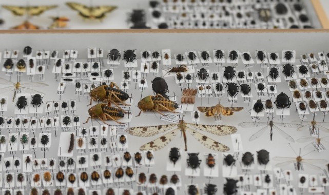 Literatüre kazandırdığı böceklere kendisinin, eşinin ve çocuklarının adını verdi