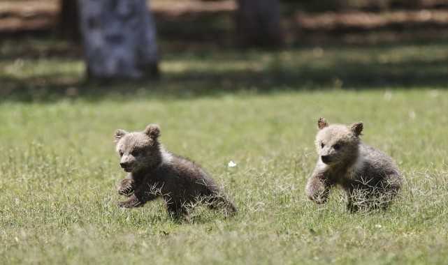 Mağarada bulunan yavru bozayılar &quot;Fred&quot; ve &quot;Barney&quot; Mersin&#039;de özenle büyütülüyor