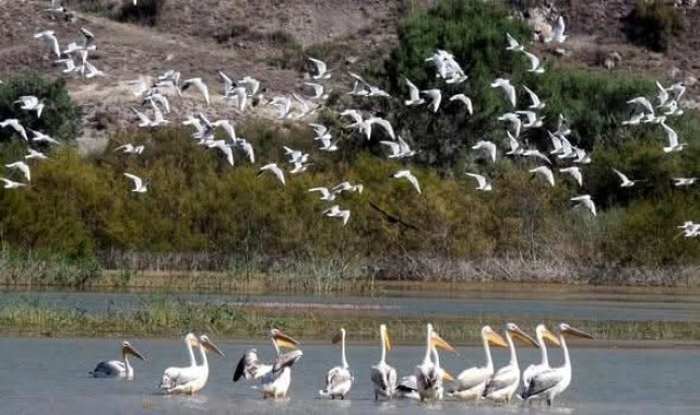 Nallıhan&#039;da 8. Foto Safari Fotoğraf Yarışması yapılacak