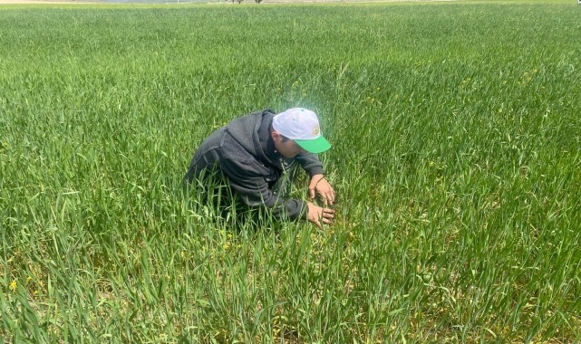 Niğde&#039;de süneyle mücadele çalışmaları sürüyor