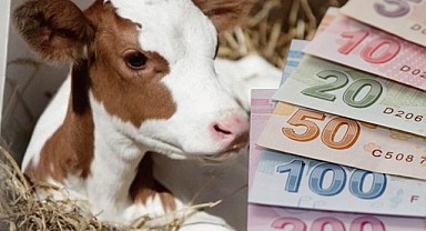 Tarım Bakanlığı’ndan Buzağı ve Malak Desteklemesi Müjdesi! Ödemeler IBAN’a Yatıyor!  