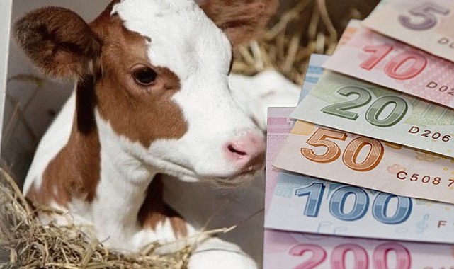 Tarım Bakanlığı’ndan Buzağı ve Malak Desteklemesi Müjdesi! Ödemeler IBAN’a Yatıyor!  