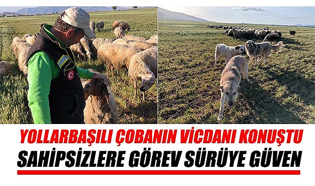 Yollarbaşılı çobanın vicdanı konuştu: Sahipsizlere görev sürüye güven