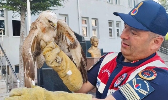 Yozgat&#039;ta jandarmanın yaralı halde bulduğu şahin tedaviye alındı