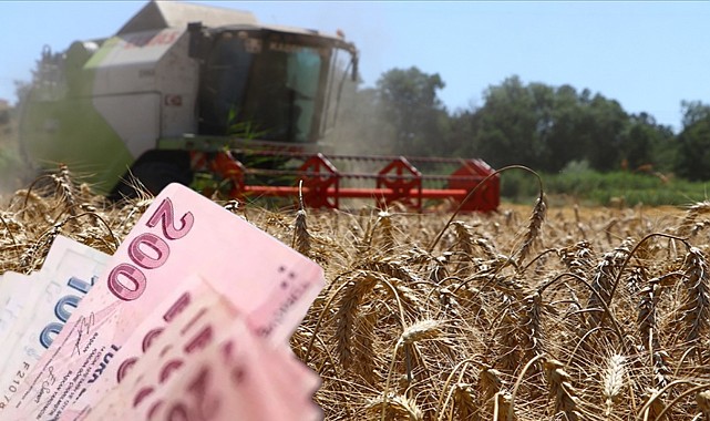 Arpa Hasadı Başladı! Bir Dönümden Kaç Kilo Arpa Alınıyor? 