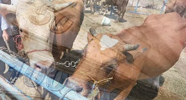 Çiftçiye Büyükbaş Hayvan Desteği!