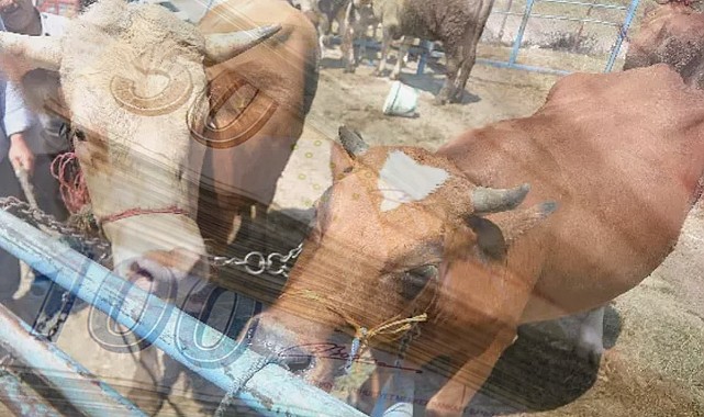 Çiftçiye Büyükbaş Hayvan Desteği!