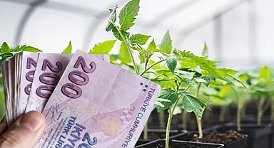 Çiftçiye Tarımsal Destek! Domates Fidesi Dağıtıldı!  