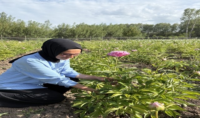 Kadın üretici yetiştirdiği şakayık bitkisinin hasadına başladı