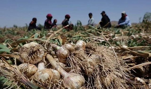 Karaman tarlalarından şifa deposu