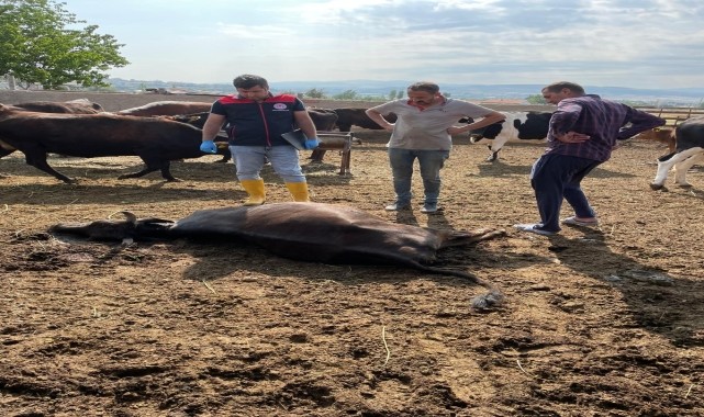 Kırıkkale&#039;de yıldırım isabet eden 6 büyükbaş hayvan telef oldu