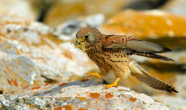 Konya&#039;da kerkenezlerin &quot;av mesaisi&quot;