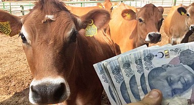 Tarım Bakanlığı’ndan Hayvan Desteği! Bayram Müjdesi Geldi!