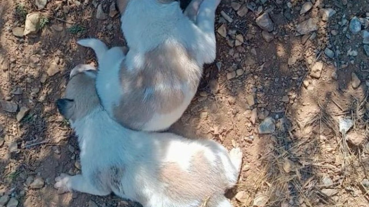 Kırşehir İl Özel İdaresi ekipleri, menfeze sıkışan köpekleri kurtardı