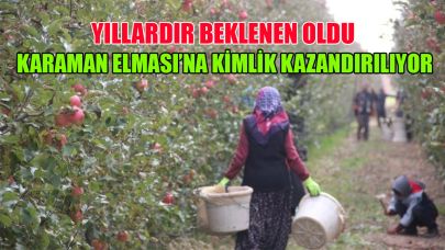 Karaman Elması'na kimlik kazandırılıyor