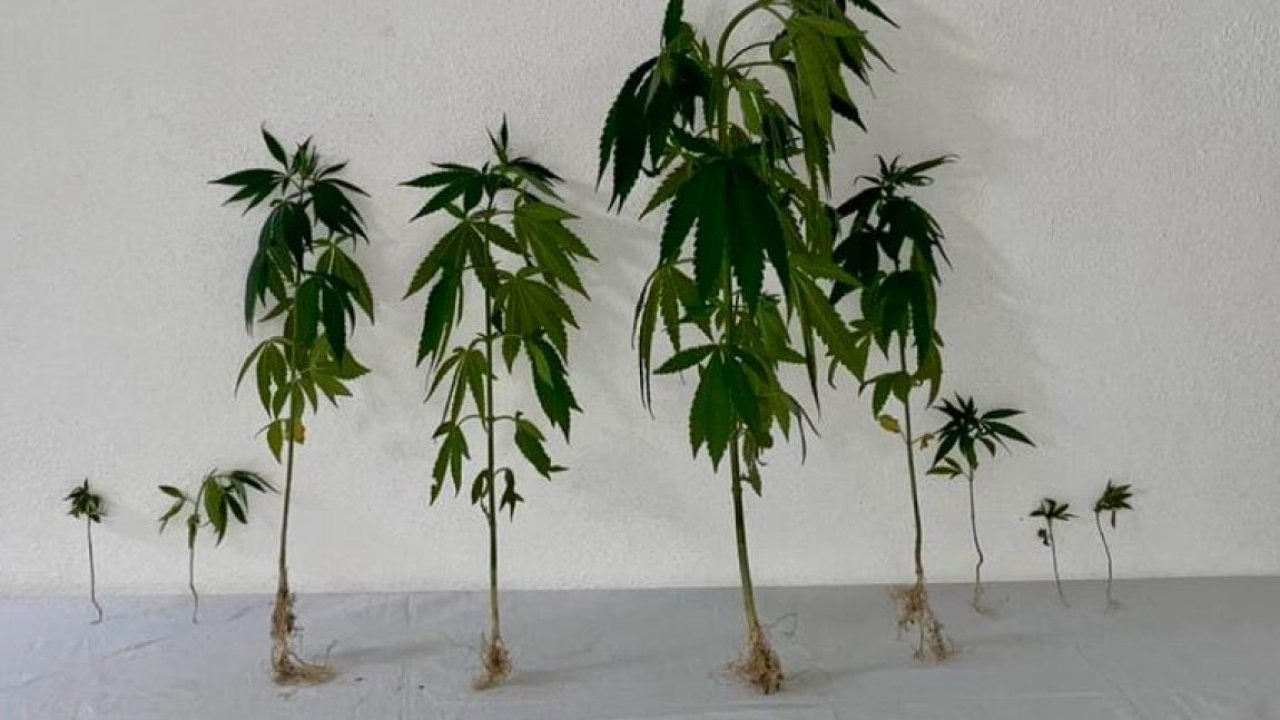 Kırşehir&#039;de dronla yasa dışı ekilen kenevir tespit edildi