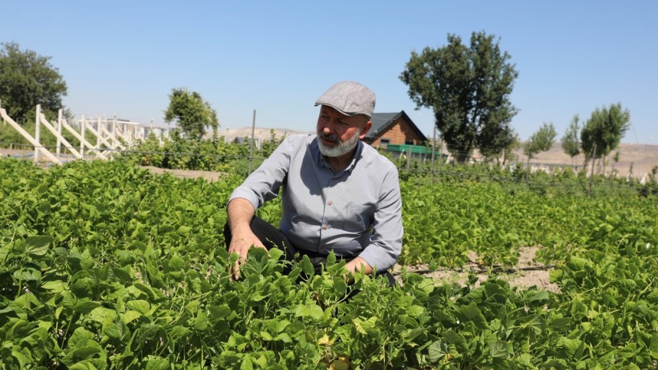 Yerel tohumla çiftçilere destek için 1350 erkenci kapya biberi ekildi