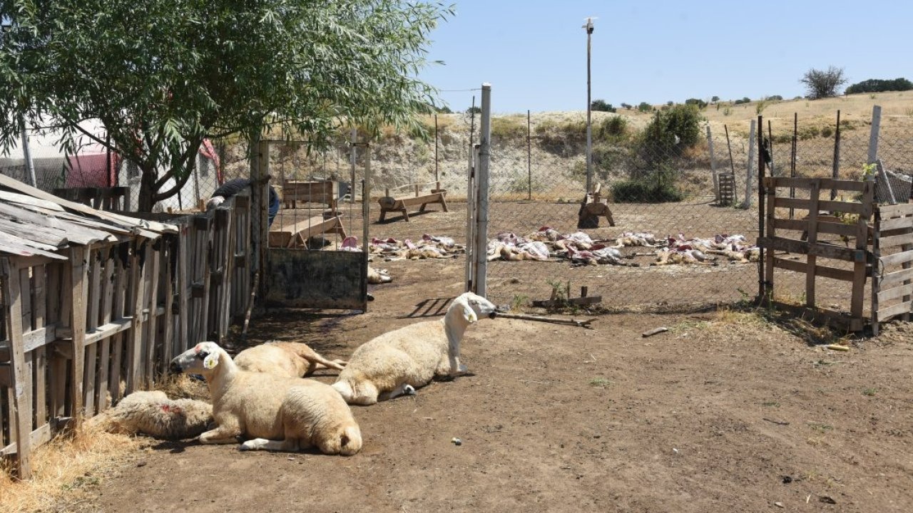 Kırıkkale&#039;de 200 küçükbaş hayvan telef oldu