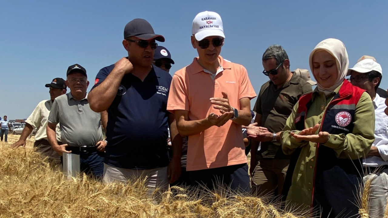 Yerli buğday hasadı yapıldı