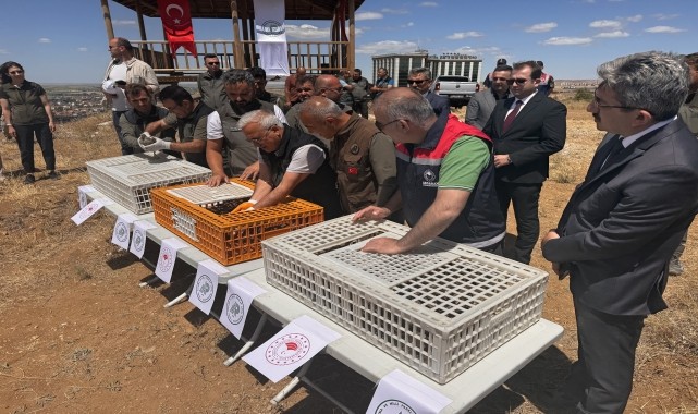 Aksaray&#039;da 500 kınalı keklik doğaya bırakıldı