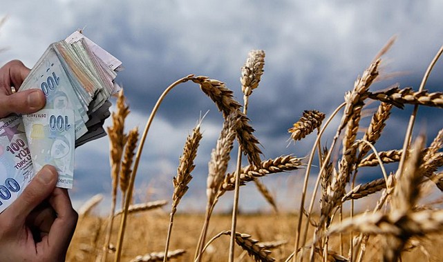 Buğday ve Arpa Fiyatları 2025! İşte Güncel Fiyatlar!  