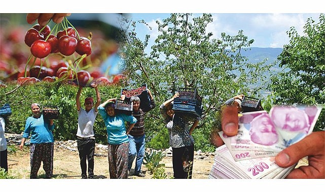 Dalları basmadı kiraz