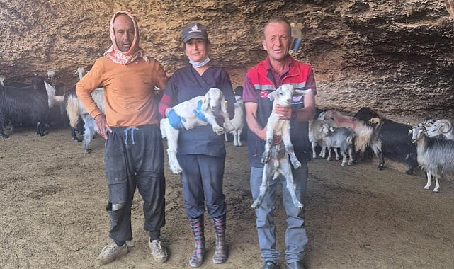 Karaman&#039;da aşılama ve küpeleme çalışmaları sürüyor