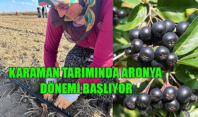 Karaman tarımında aronya dönemi başlıyor