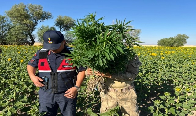 Kırşehir&#039;de ayçiçeği tarlasında kenevir yetiştiren 2 şüpheli yakalandı