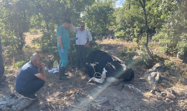Konya&#039;da kaybolan inek jandarma tarafından dron desteğiyle bulundu