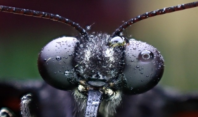 Tropikal bahçenin kelebekleri makro objektifle yakından görüntülendi