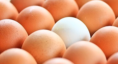 Yumurta Satışları Durduruldu! 20 Milyon Yumurta Geri Çağrıldı! 