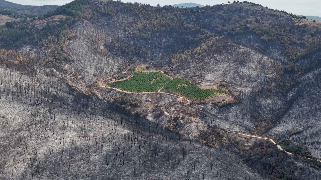 ALJ Türkiye'den 1,4 milyon fidanlık ağaçlandırma seferberliği
