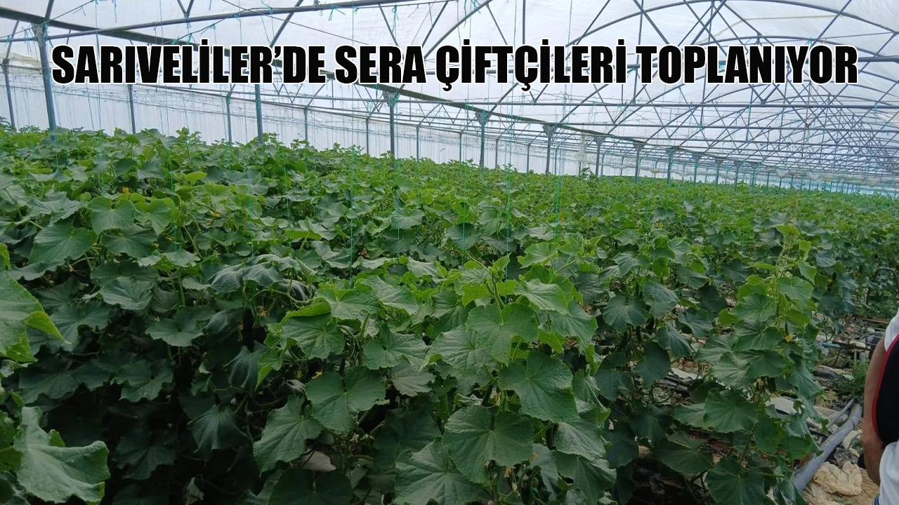 Sarıveliler&#039;de sera çiftçileri toplanıyor