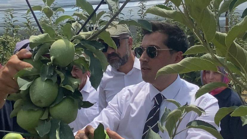 Genç fidanlar ilk meyvelerini verdi