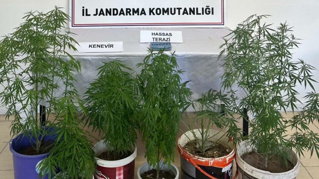 Kayseri&#039;de evinde kenevir yetiştiren şüpheli yakalandı