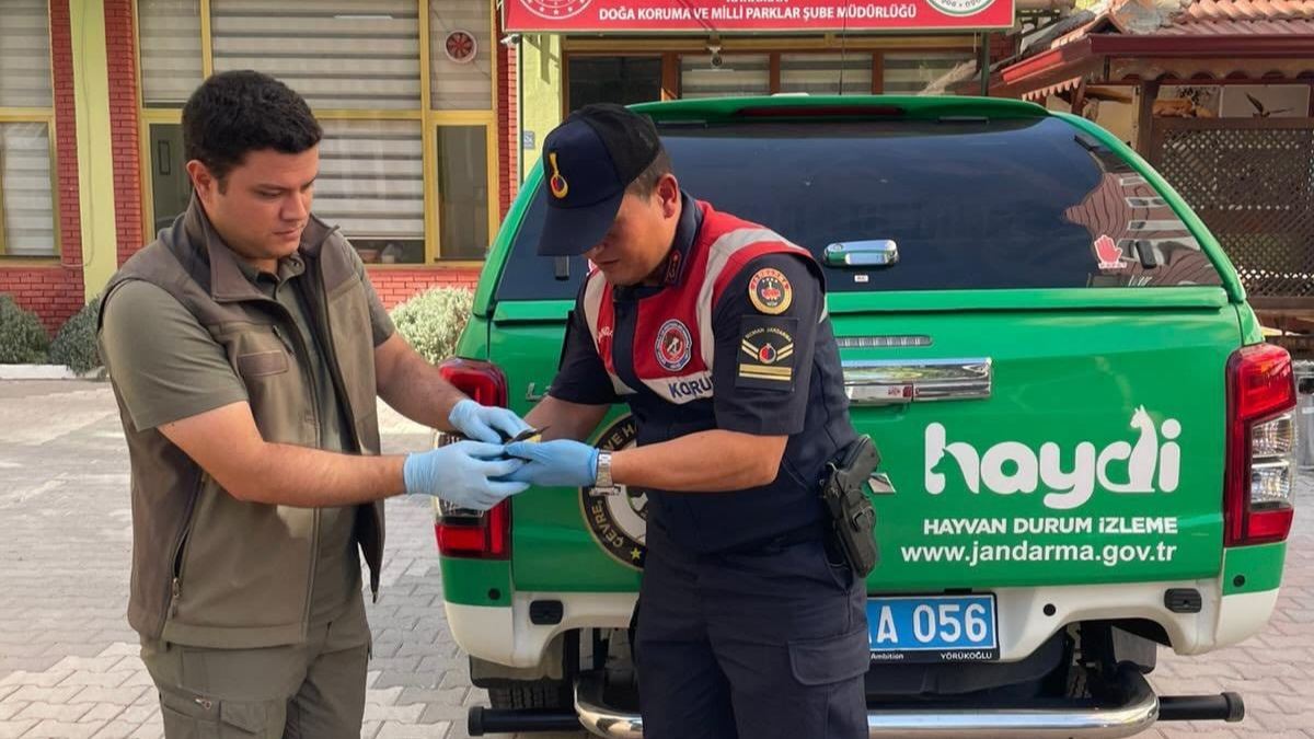 Karaman’da yaralı arı kuşu tedaviye alındı