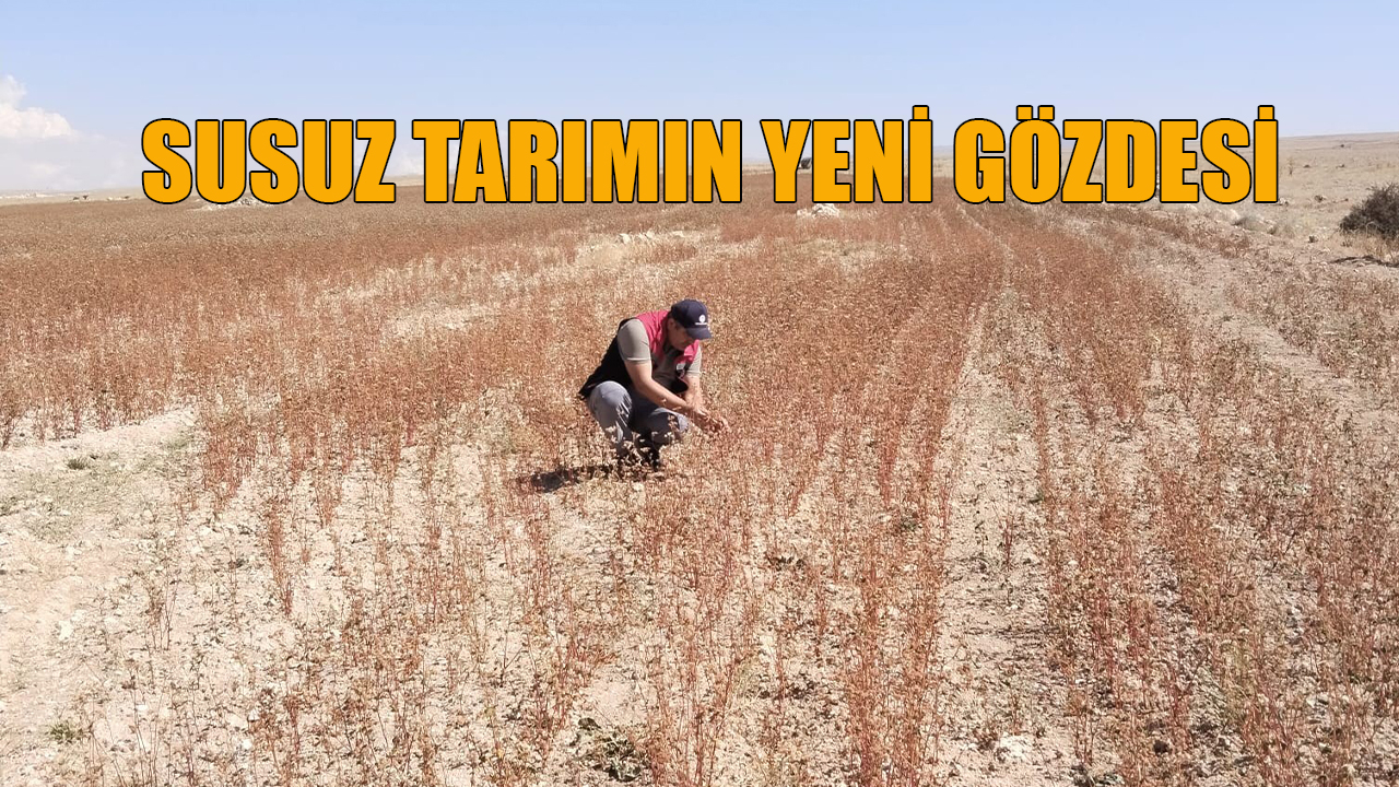 Susuz tarımın yeni gözdesi
