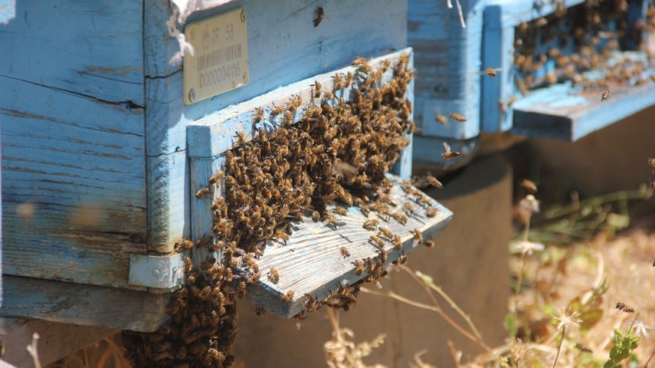 Sıcak hava nedeniyle erken hasat edilen tescilli bal, verimiyle üreticiyi mutlu etti