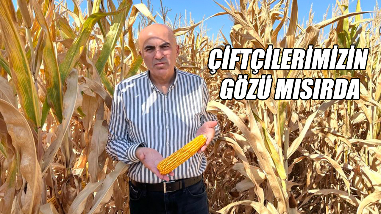 Çiftçinin gözü mısırda