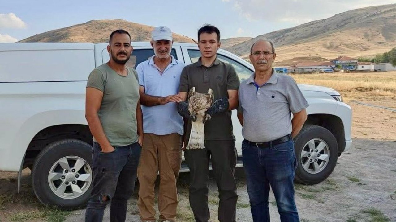 Kırşehir&#039;de vatandaşın yaralı bulduğu yılan kartalı tedaviye alındı