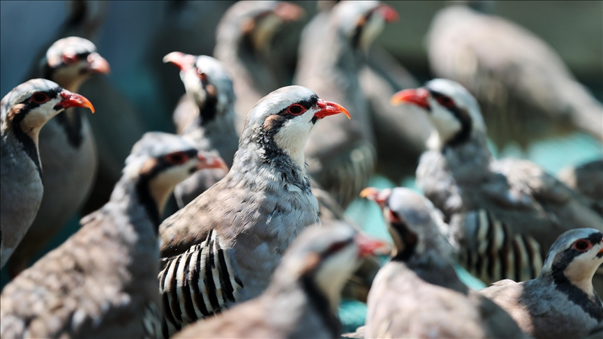 100 bin civarında keklik üretildi